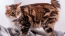 Kuril bobtail: описание на породата и характеристиките на съдържанието
